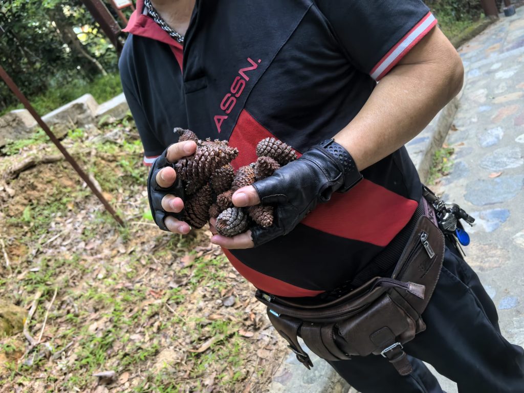 上山收集松果。
